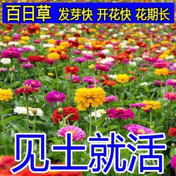 杭州百日草种子  重瓣百日草花种子四季易种百日菊种子开花不断室内