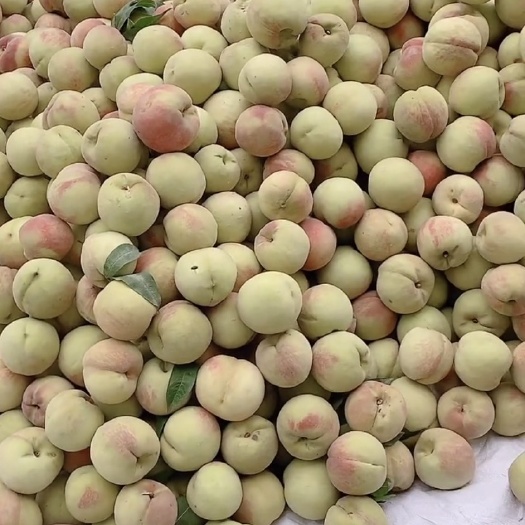 泗水县白桃  甜桃 水蜜桃