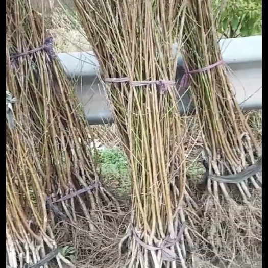 洪江市锦绣黄桃苗  洪江市锦绣黄桃嫁接苗 产量高 易管理 甜度高 果实大