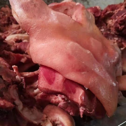 商丘猪头  母猪半成品头