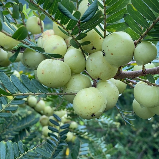 汕头余甘果，又叫油甘果，孕妇水果，三秒微涩，五秒回甘
