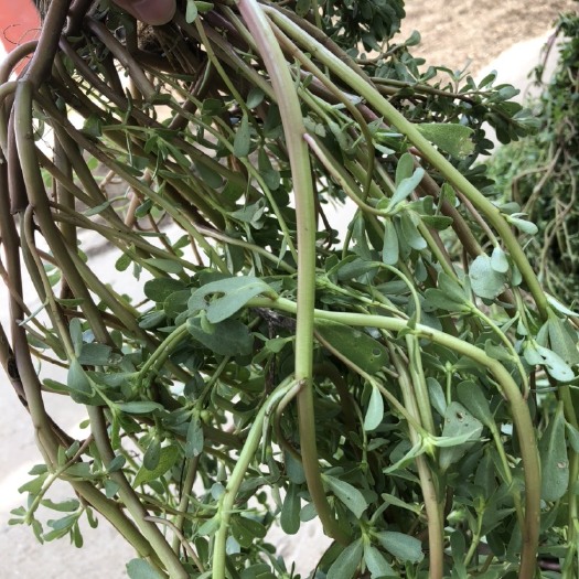 石家庄马齿苋 新鲜马齿笕，食用