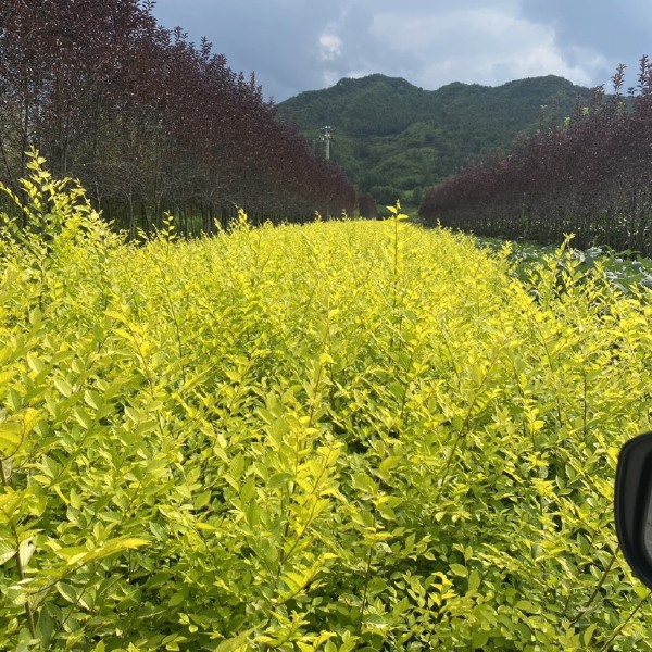 东北金叶榆绿篱苗 播种小苗容器杯苗树球产地批发