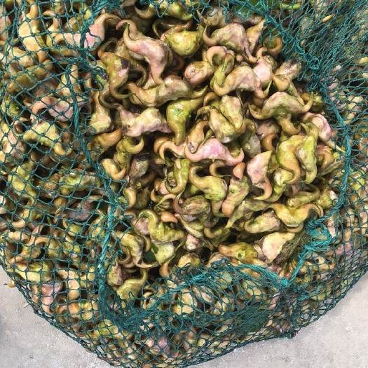 临海市刚摘没洗的颜色，山水菱角，口感微甜