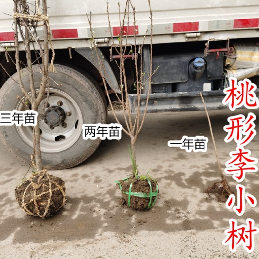 嵊州市桃形李苗 嵊州桃形李小树 嫁接苗 纯甜产地 直销自家苗圃