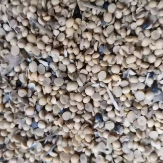 鄂伦春旗黄大豆  大豆瓣