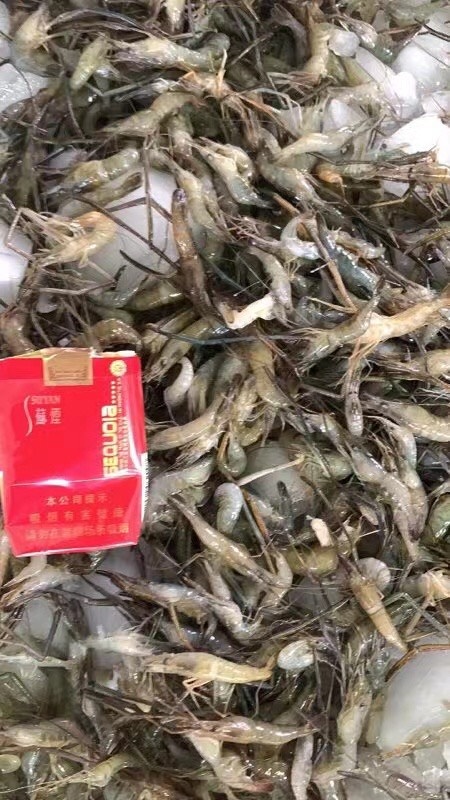 张家界草虾 虾