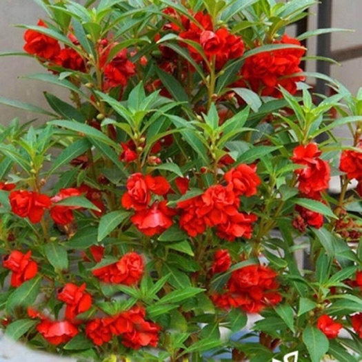 凤仙花种子籽四季庭院盆栽地栽凤仙透骨草指甲花急性子桃红金凤花