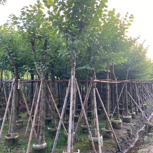 宫粉紫荆树苗 低价出售5-20分 袋苗 假植苗