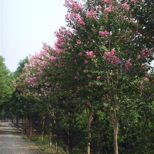 沭阳县 紫薇