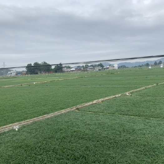三台县细叶麦冬草 四川绵阳三台麦冬草