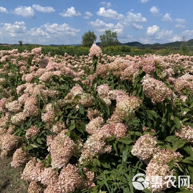 东北金叶榆绿篱苗 播种小苗容器杯苗树球产地批发