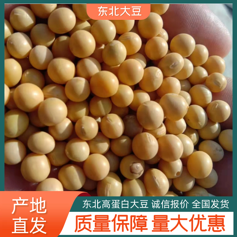 依安县黄豆，大豆，含油脂21%个左右，水分12个以内，塔选上车价