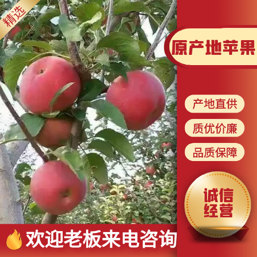 盐源县红将军苹果  红将军