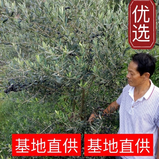 南涧县油橄榄苗  ，橄榄苗，油橄榄嫁接苗，产地直销，批发价