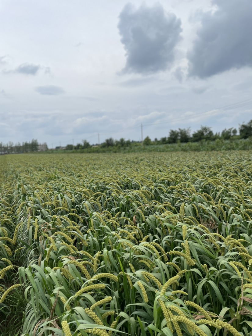 小黄米小米21年新稻谷小米 农户直供散装.袋装礼盒.对外销售