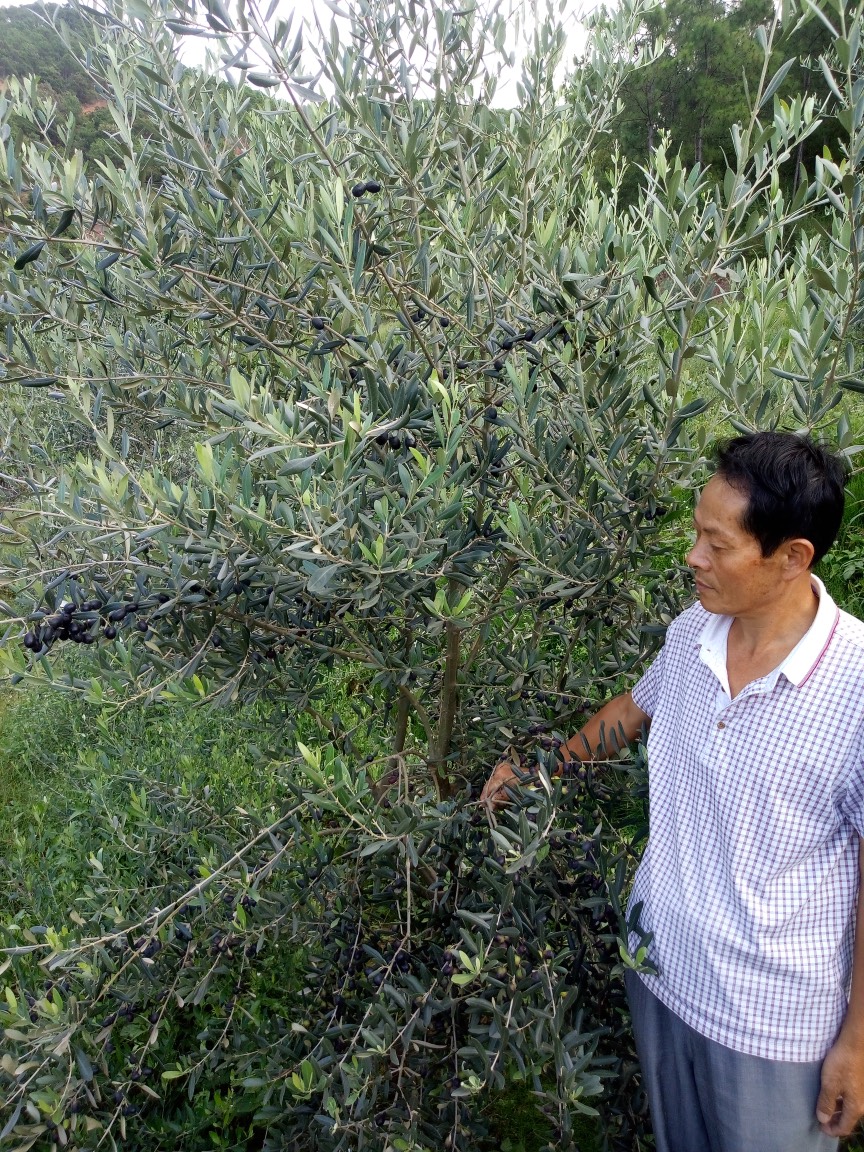 油橄榄苗  ，橄榄苗，油橄榄嫁接苗，产地直销，批发价