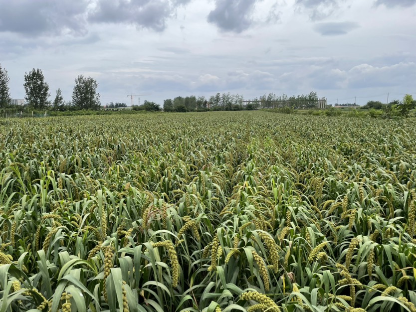 小黄米小米21年新稻谷小米 农户直供散装.袋装礼盒.对外销售