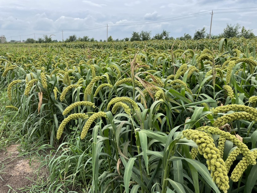 小黄米小米21年新稻谷小米 农户直供散装.袋装礼盒.对外销售