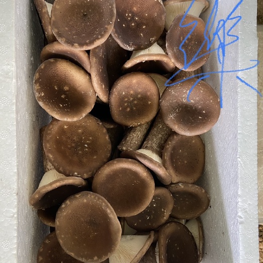 荆门精品猪肚菇