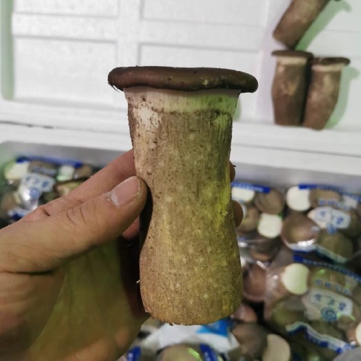 广州新鲜虎奶菇一斤一包
