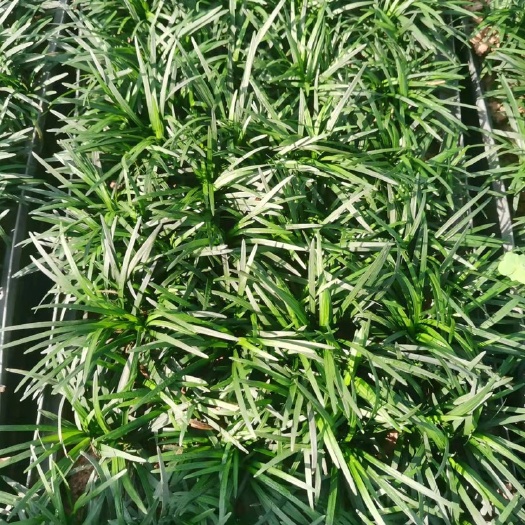 漳州精品玉龙草苗，矮麦冬，盆苗，有量欢迎咨询