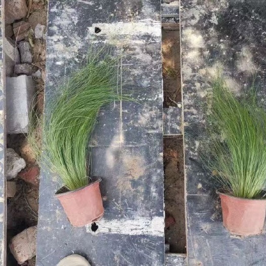 青州市细茎针茅 墨西哥羽毛草 大量有货 一手价格