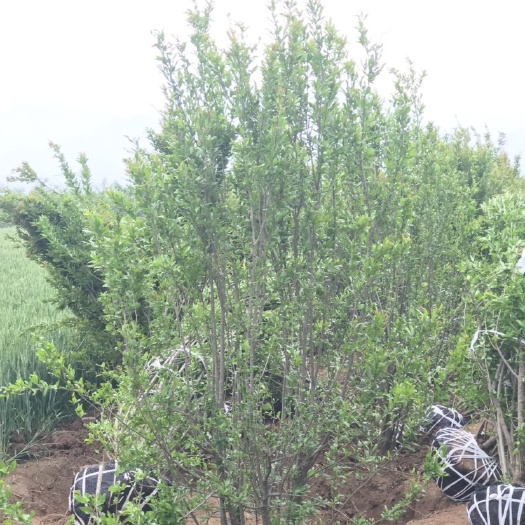 西安花石榴苗 陕西西安丛生花石榴