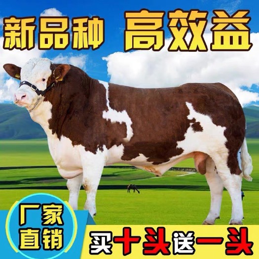 梁山县西门塔尔牛犊