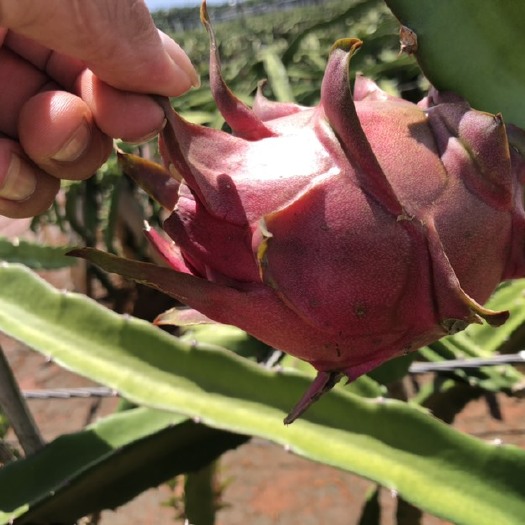 遂溪县火龙果 红宝龙 大量现货