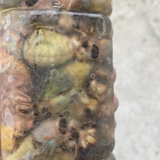 老河口市银蝉 白蝉