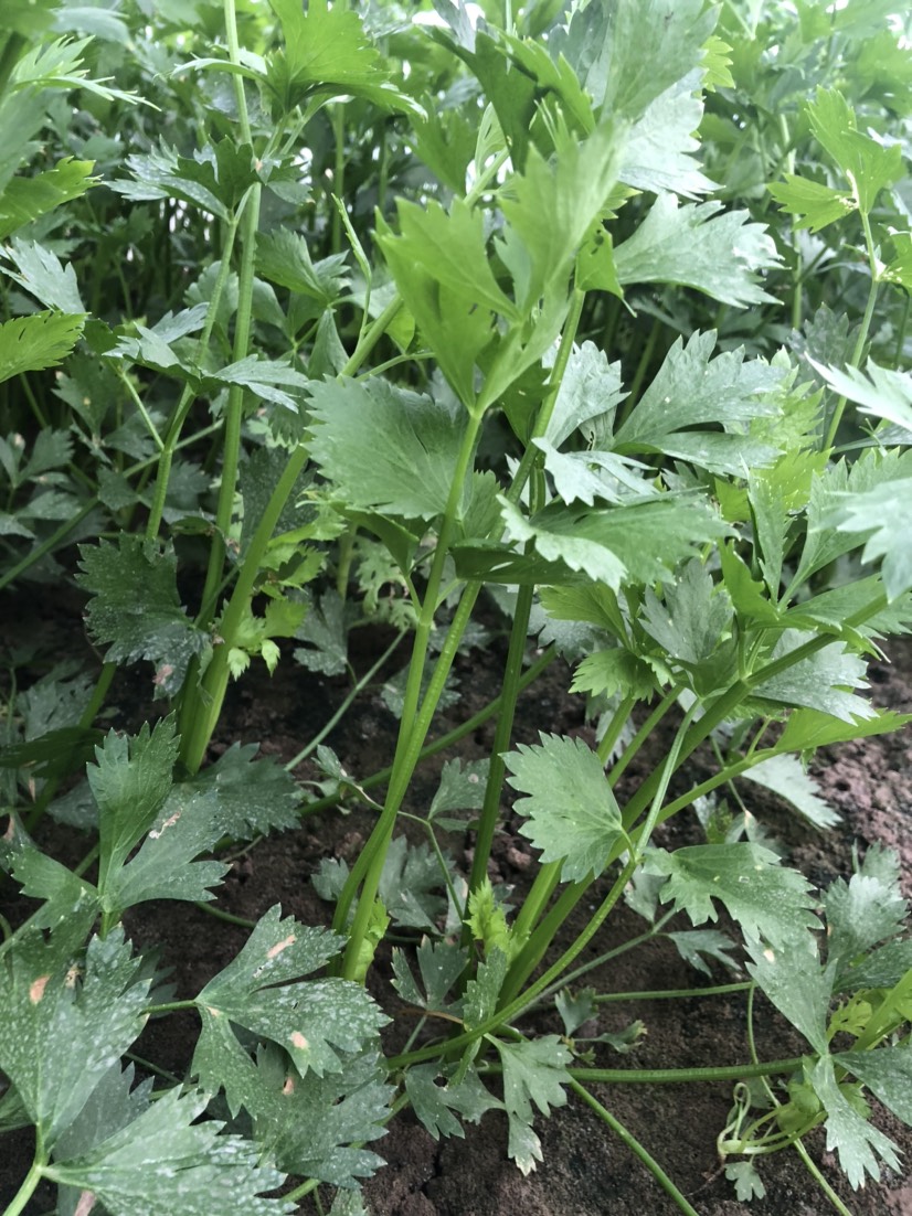 芹菜蔬菜基地種植，品相優(yōu)良價(jià)格便宜可長(zhǎng)期供應(yīng)