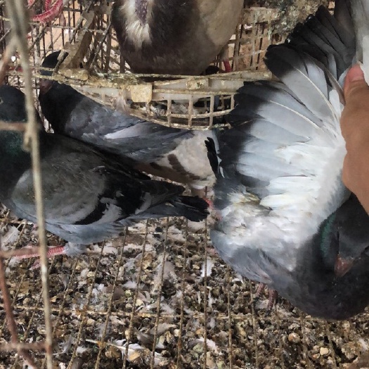 南宁 肉鸽批发