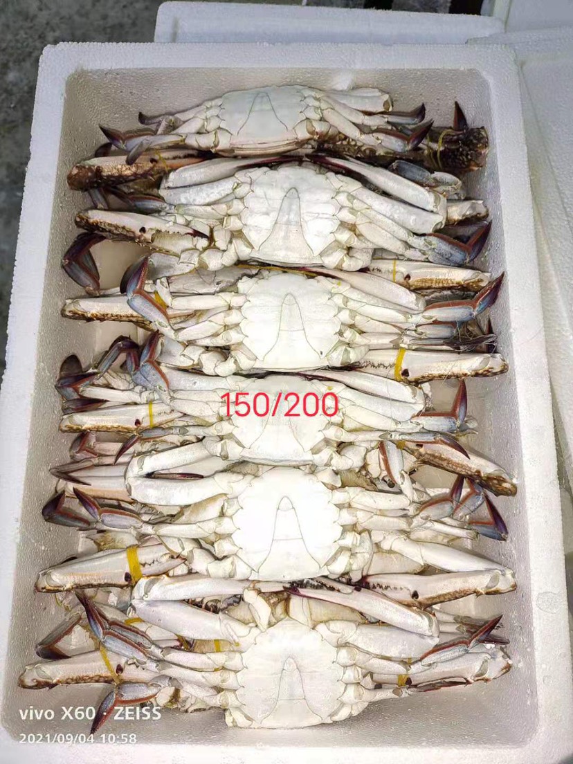 连云港三点蟹  速冻??，大公，梭子蟹，