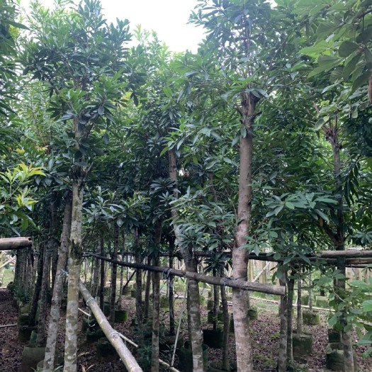 遂溪县金蒲桃  黄金熊猫市政袋苗大量供应