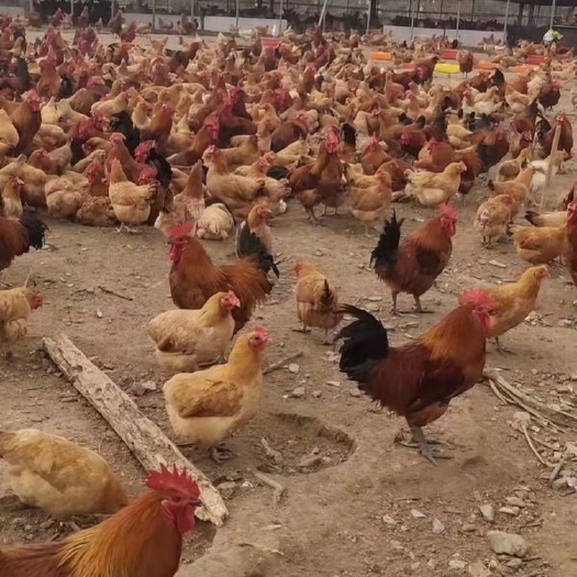 淮安土鸡苗 出壳鸡苗 1日龄 公母混合 肉蛋兼用 