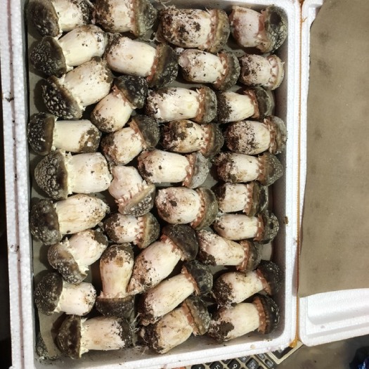 成都 赤松茸大球盖菌