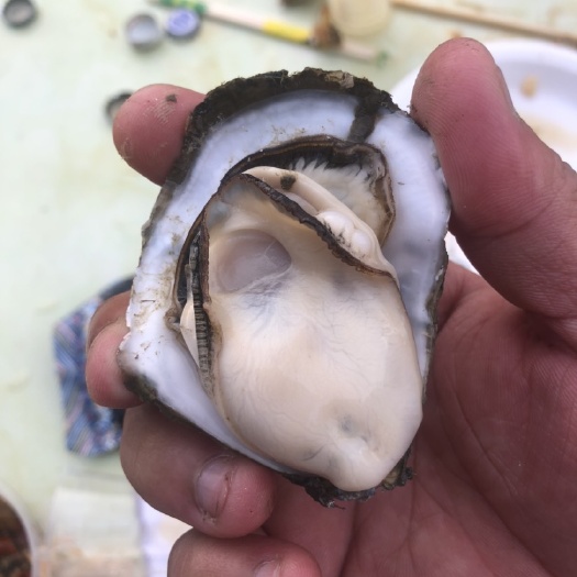 海口玫瑰蚝 广东省湛江市霞山区 