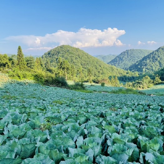 利川市绿包菜 我是一名种植蔬菜的农民，想借助平台销售自家及其村里种植的蔬菜