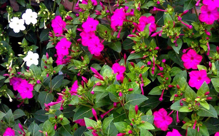 杭州紫茉莉种子  紫茉莉花种孑种子阳台庭院种植花籽地雷花四季秋季