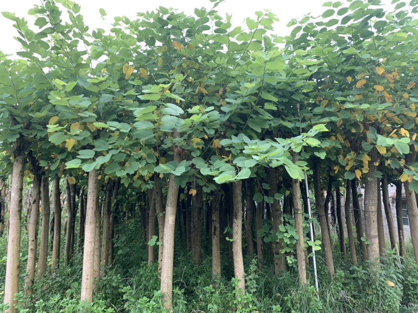  紅花紫荊市政袋苗