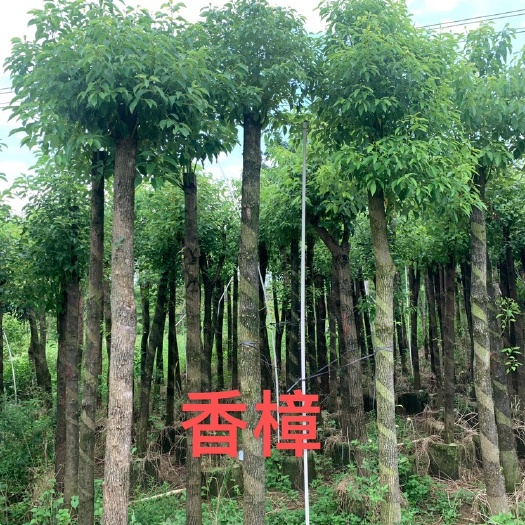 遂溪县市政香樟大量供应