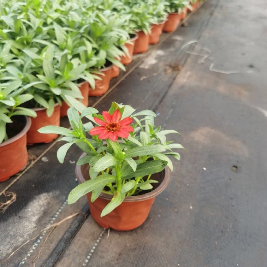 梅州百日草花种子四季易种室外庭院阳台景观花海百日菊花种籽开