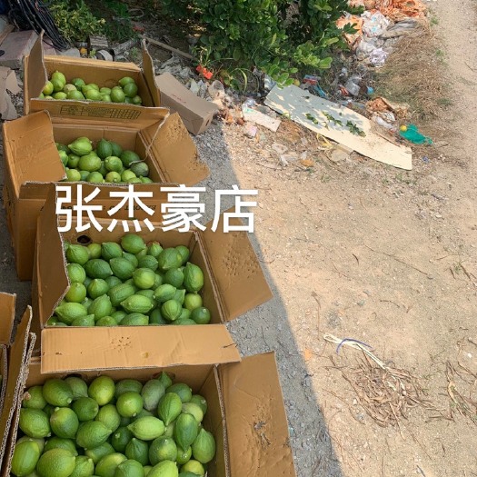 广州广东无籽一级青果香水柠檬，每天新鲜采摘 供奶茶店