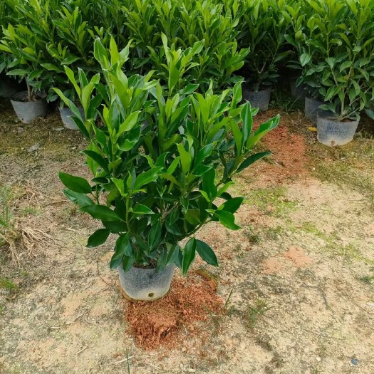长沙茉莉花 非洲茉莉