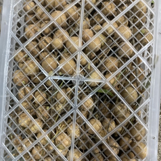  龙眼