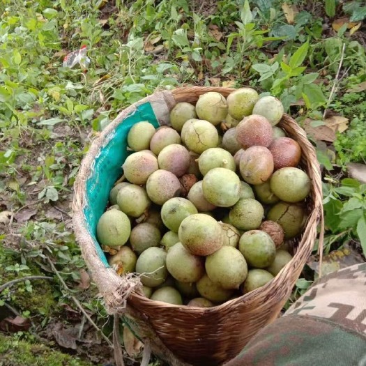 凤庆县青皮核桃  云南鲜核桃 干核桃 核桃仁 零售 全国邮寄 批发