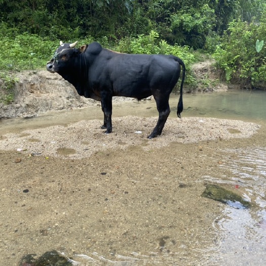 炎陵县 正宗放山黄牛水牛，小时候的味道