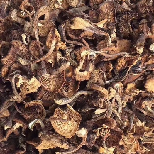 汪清县 长白山野生榛蘑，新货大量上市！需要的速度联系