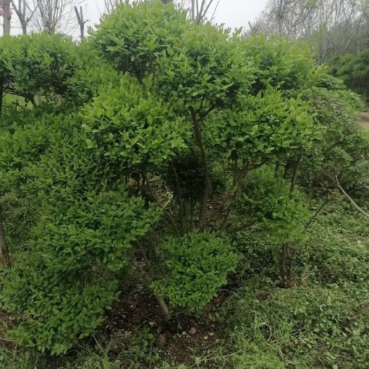 小叶女贞 小叶女真，小叶造型女贞，苗子好，价格不贵